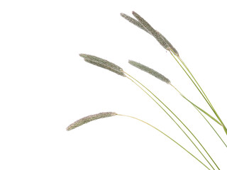 Field meadow foxtail grass almost blooming isolated on white, Alopecurus pratensis