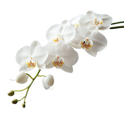 White orchid flowers isolated on a transparent background, close-up