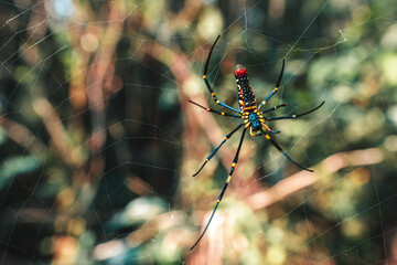 Spider on a spider web