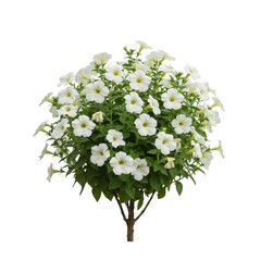 Obraz premium White petunia bush plant isolated on white background