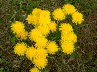 yellow dandelions in green grass in spring