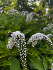 Bumblebee on Gooseneck Loosestrife in Blooming Summer Garden