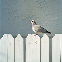 Pigeon on a White Picket Fence
