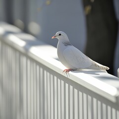 White Pigeon on a White Railing