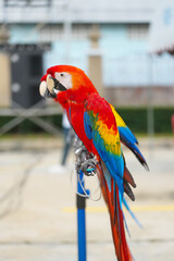 scarlet macaw parrot free flying bird