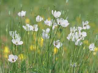 Wild white poppy flowers on the field