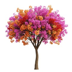 Obraz premium Bougainvillea tree with pink and orange flowers isolated on white background