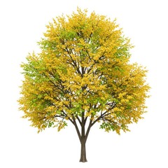 Autumn tree with yellow and green leaves isolated on white background