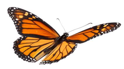 Vivid Orange Monarch Butterfly in Flight Transparent Background High-Resolution PNG Image Perfect for Design Projects Nature Wildlife Insect Photography