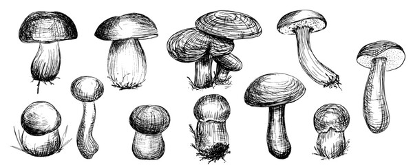 Set of vector illustrations of edible mushrooms. Boletus, birch boletus, moss boletus. Hand-drawn food illustrations. Sketches of forest plants. Perfect for recipes, menus, and packaging.