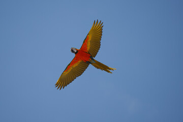 Harlequin macaw hybrid macaw parrot free flying bird