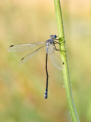 Lestes macrostigma (Eversmann), the Dark Spreadwing