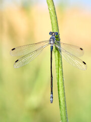 Lestes macrostigma (Eversmann), the Dark Spreadwing