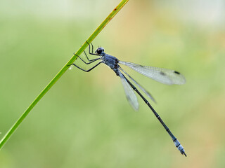 Lestes macrostigma (Eversmann), the Dark Spreadwing