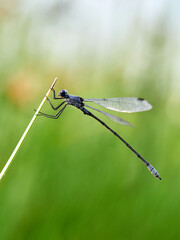 Lestes macrostigma (Eversmann), the Dark Spreadwing