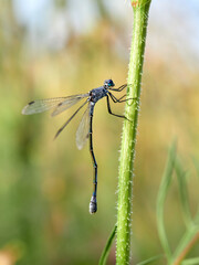 Lestes macrostigma (Eversmann), the Dark Spreadwing