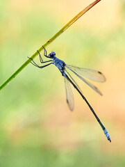 Lestes macrostigma (Eversmann), the Dark Spreadwing