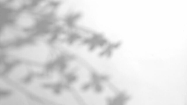 plant leaves sunlight natural shadow overlay on white wall background	
