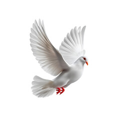 Obraz premium Graceful White Dove in Flight against Black Background
