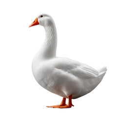 Obraz premium Elegant White Goose with Bright Orange Beak on Black Background