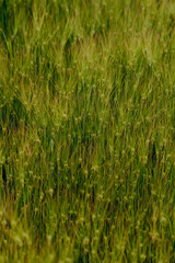 Golden ears of barley against a green field, illuminated by soft natural light. Agricultural landscape in warm summer tones.