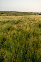 A wide wheat field with golden and green ears sways in the gentle breeze. The landscape embodies peace, fertility, and the summer harmony of nature.