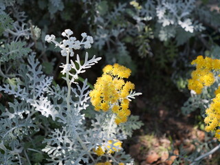 花壇にシロタエギクの花が咲いている