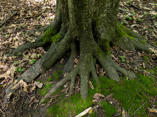 The roots of a large tree with a moss growing on the ground in a forested