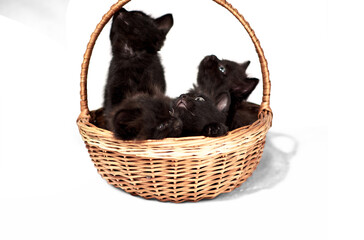 A group of small black kittens playing in a wicker basket, on a white background.