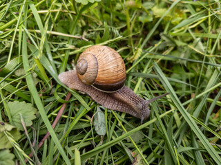 A snail crawling on the ground in the grass