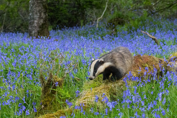 European Badger, Meles meles, in bluebell woodland, Dumfries and Galloway, Scotland
