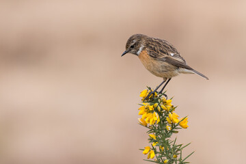 Female Stonechat, Saxicola rubicola, perched on top of a gorse bush, Dumfries & Galloway, Scotland