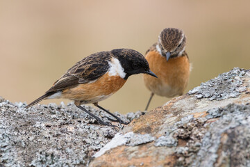Male and Female Stonechat, Saxicola rubicola, Dumfries & Galloway, Scotland