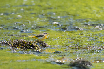 Grey wagtail, Motacilla cinerea, river Fleet, Dumfries & Galloway, Scotland