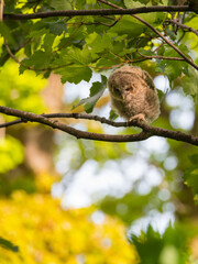 Tawny Owl, Strix aluco, chick fledging in a tree, Dumfries & Galloway, Scotland