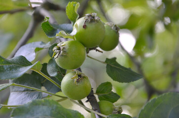 Closeup branch with young green apples  against natural garden background. Nature, summer environment,gardening , growing fruit trees concept. Free copy space.