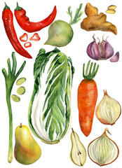 Watercolor set of illustrations of fresh vegetables - cabbage, green onion, golden onion, red hot pepper, pear, daikon, garlic, ginger for making Korean kimchi hand drawn isolated on white background