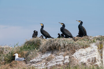 Cormorants, Phalacrocorax carbo, nesting on the Murray Isles, Solway Firth, Dumfries & Galloway, Scotland