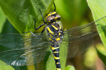 Golden-ringed Dragonfly, Cordulegaster boltonii, on Bogbean plants in a pond, Dumfries & Galloway, Scotland