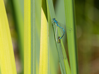 Azure Damselflies, Coenagrion puella, mating, on iris leaves in a pond, Dumfries & Galloway,...