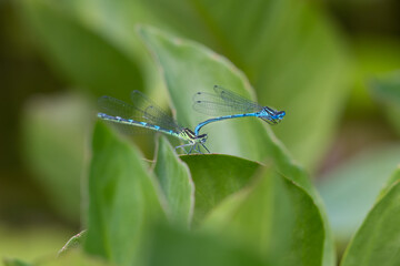Azure Damselflies, Coenagrion puella, perched on Bogbean leaves in a pond, Dumfries & Galloway,...