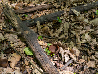 Mushroom like a pot on the ground in the forest