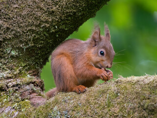 Red Squirrel, Sciurus vulgaris, Dumfries & Galloway, Scotland