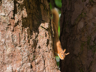 Red Squirrel, Sciurus vulgaris, in a Scots Pine tree, Dumfries & Galloway, Scotland