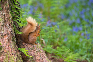 Red Squirrel, Sciurus vulgaris, at the base of a Scots Pine tree in bluebell woodland, Dumfries & Galloway, Scotland