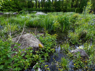 A small stream running through a lush green forest filled with tall grass and flowers