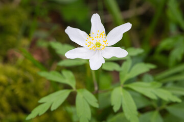 Wood Anemone, Anemone nemorosa, in woodland, Dumfries & Galloway, Scotland