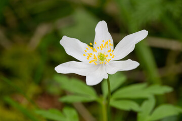Wood Anemone, Anemone nemorosa, in woodland, Dumfries & Galloway, Scotland