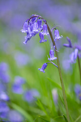 Bluebell, Hyacinthoides non-scripta, in woodland, Dumfries & Galloway, Scotland