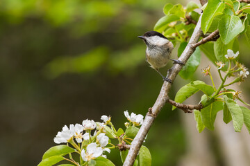 Willow Tit, Poecile montanus, in pear tree, Dumfries & Galloway, Scotland